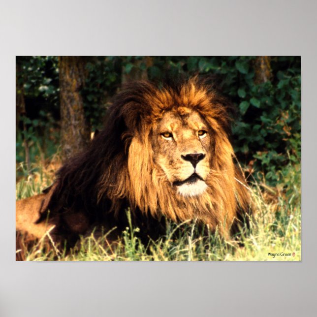 African Lion Poster (Front)