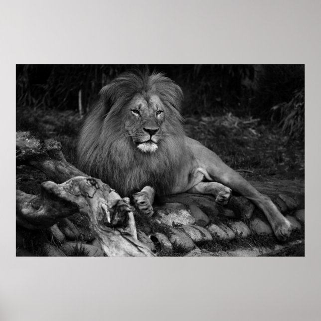 African Lion Poster (Front)