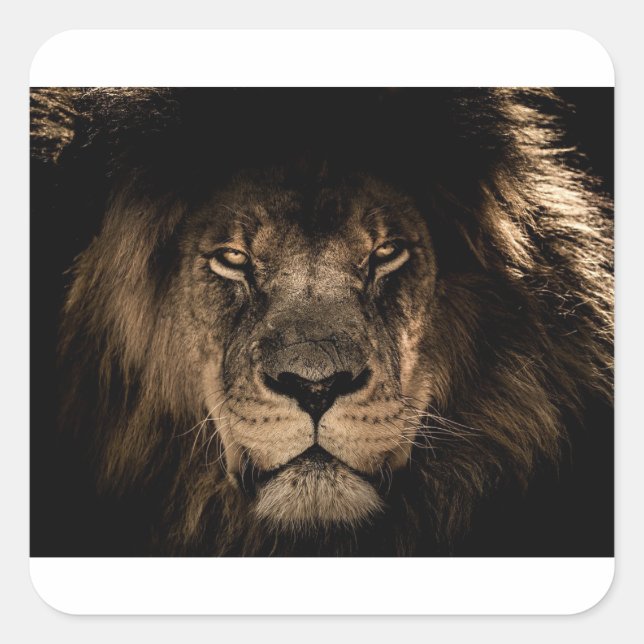 African Lion Square Sticker (Front)