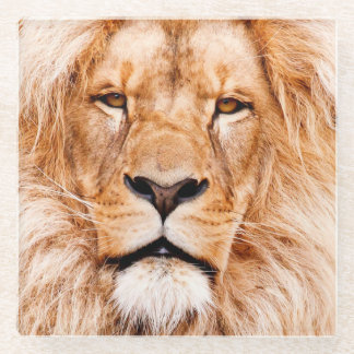 African Lion Wildlife Animal Closeup Portrait Glass Coaster
