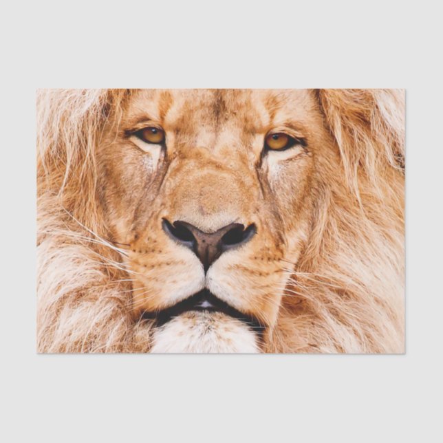 African Lion Wildlife Animal Closeup Portrait Tissue Paper (Front)
