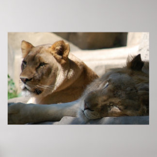 African Lions Poster