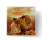 African lions - safari - wildlife