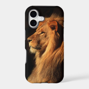 African Male Lion iphone Case by Steven Holt