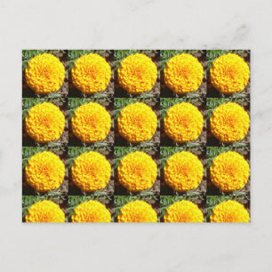 African Marigolds Pattern Postcard
