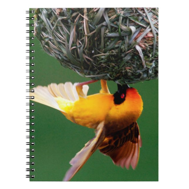 African Masked-Weaver (Ploceus Velatus) Spiral Notebook (Front)