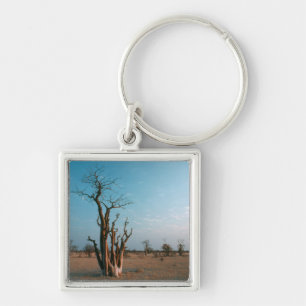 African Moringo Tree On Plain, Etosha National Key Ring
