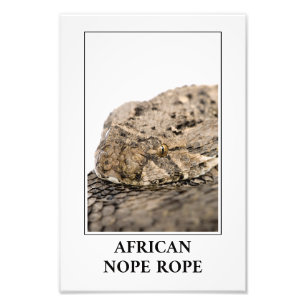 African Nope Rope - Puff Adder Snake Danger Photo Print