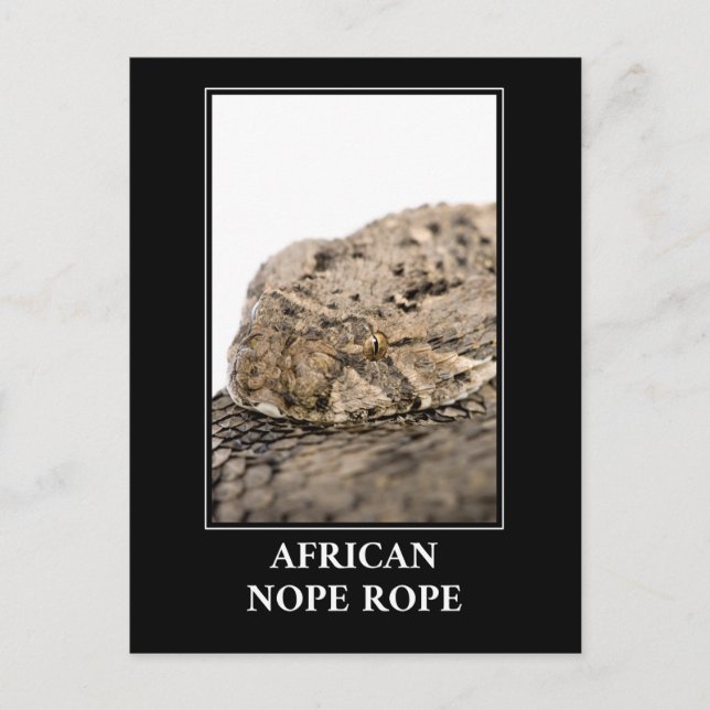 African Nope Rope - Puff adder Snake Danger Postcard (Front)