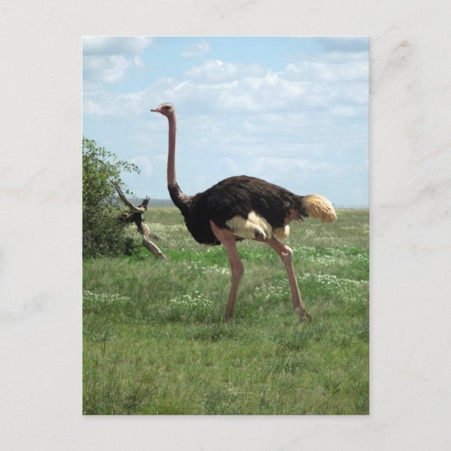 African Ostrich Wildlife of Africa Postcard (Front)