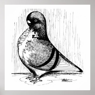 African Owl Pigeon 1978 Poster