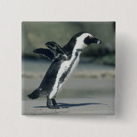 African Penguin
