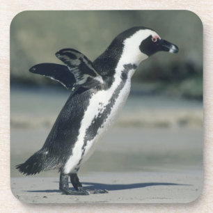 African Penguin Coaster