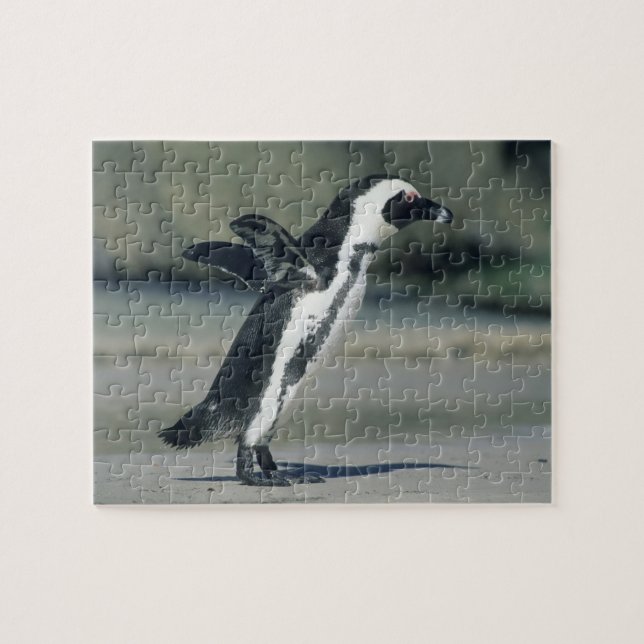 African Penguin Jigsaw Puzzle (Horizontal)