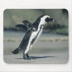 African Penguin Mouse Pad
