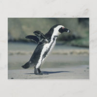 African Penguin