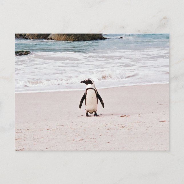 African Penguin Postcard (Front)