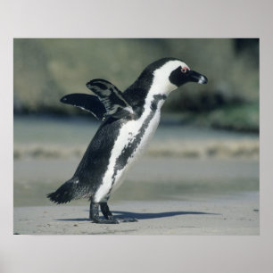 African Penguin, (Spheniscus demersus), coming Poster