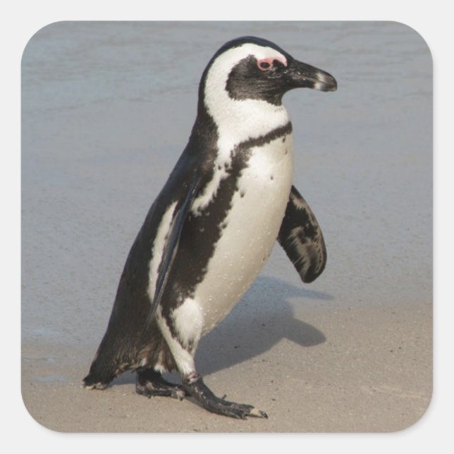 African Penguin Walking Square Sticker (Front)