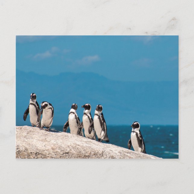African Penguins Postcard (Front)