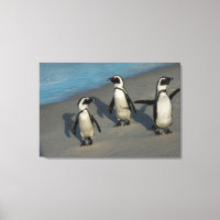 African Penguins | Spheniscus Demersus
