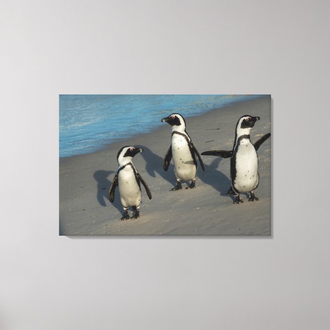 African Penguins | Spheniscus Demersus Canvas Print (Front)