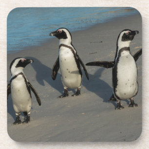 African Penguins Spheniscus Demersus Coaster