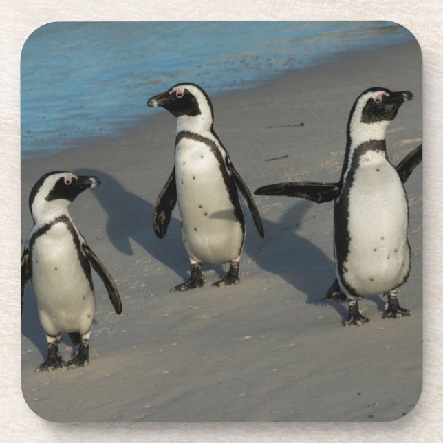 African Penguins | Spheniscus Demersus Coaster (Front)