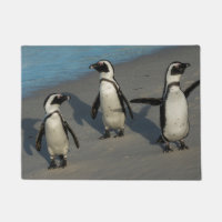 African Penguins | Spheniscus Demersus