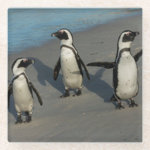 African Penguins Spheniscus Demersus Glass Coaster