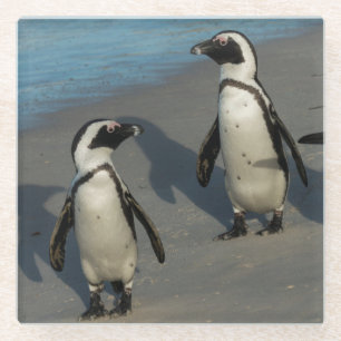 African Penguins Spheniscus Demersus Glass Coaster