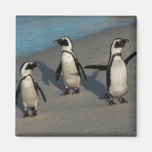 African Penguins Spheniscus Demersus Magnet