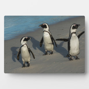 African Penguins Spheniscus Demersus Plaque
