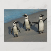 African Penguins | Spheniscus Demersus