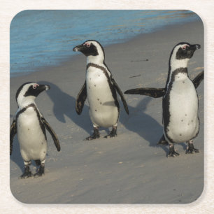 African Penguins Spheniscus Demersus Square Paper Coaster