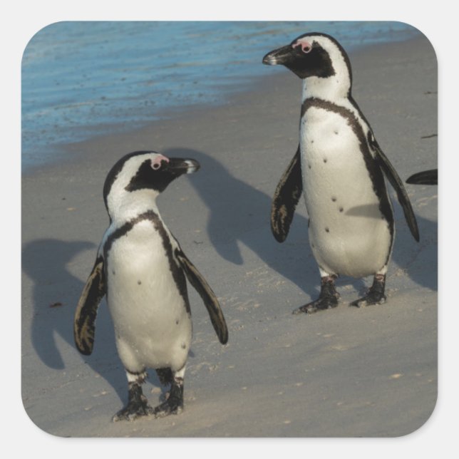 African Penguins | Spheniscus Demersus Square Sticker (Front)
