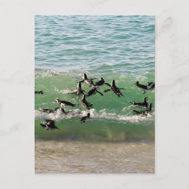 African penguins swimming at beach postcard (Front)