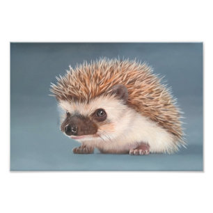 African Pigmy Hedgehog Poster