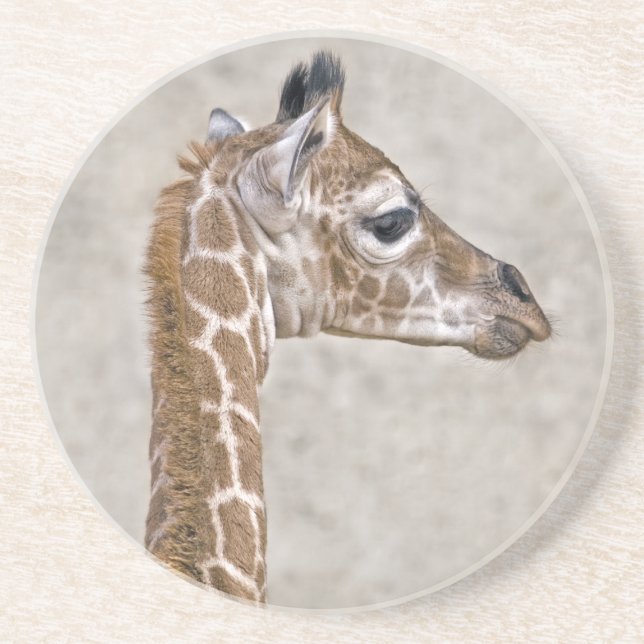 African Prince Coaster (Front)