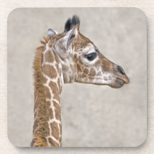 African Prince Set of 6 Coasters