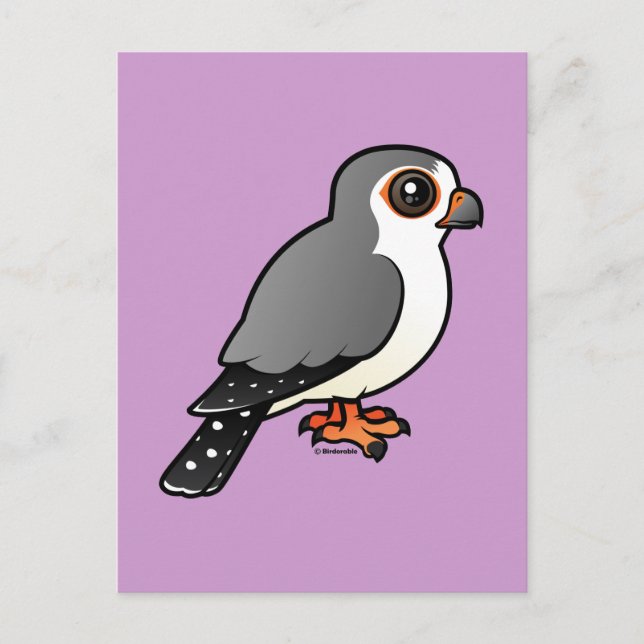 African Pygmy Falcon Postcard (Front)