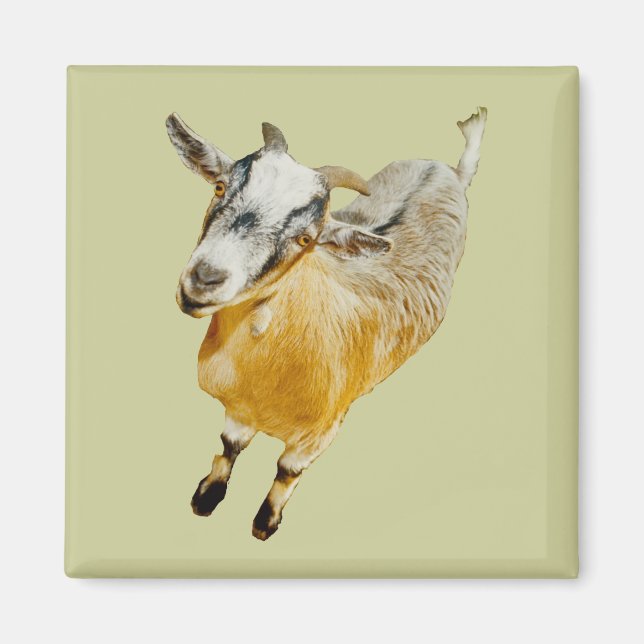 African Pygmy Goat Magnet (Front)