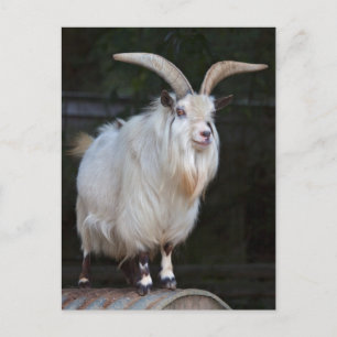 African Pygmy Goat Postcard