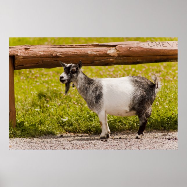 African Pygmy Goat Poster (Front)