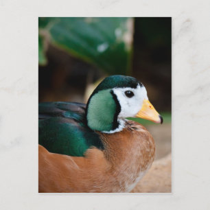 African Pygmy Goose Postcard