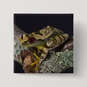 African Red Eye Treefrog, Leptopelis 15 Cm Square Badge