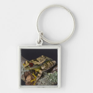 African Red Eye Treefrog, Leptopelis Key Ring