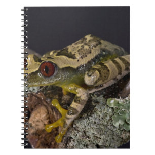 African Red Eye Treefrog, Leptopelis Notebook