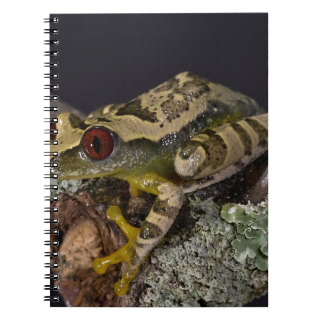 African Red Eye Treefrog, Leptopelis Notebook (Front)
