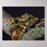 African Red Eye Treefrog, Leptopelis